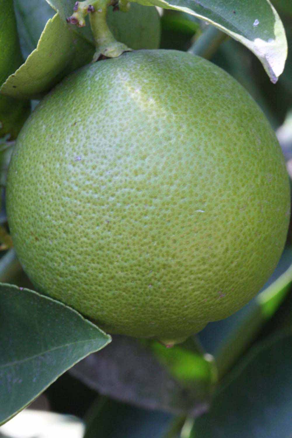            Immature fruit (Riverside, CA)   